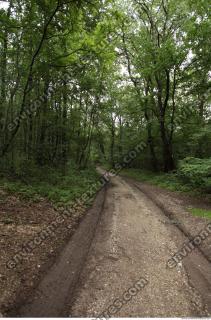 Photo Reference of Background Forest